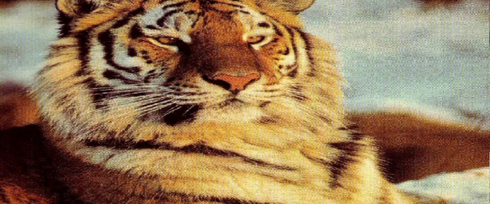 Tigers of the Snow