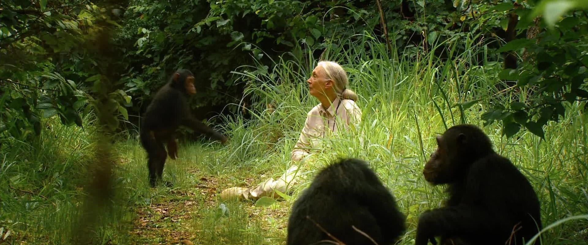 Jane's Journey - Die Lebensreise der Jane Goodall