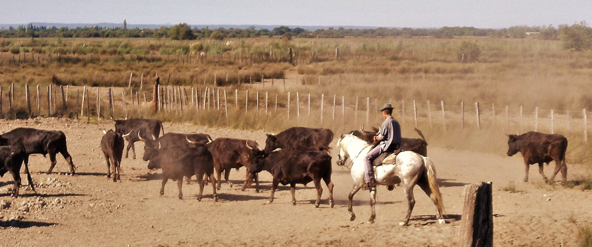 Le camarguais