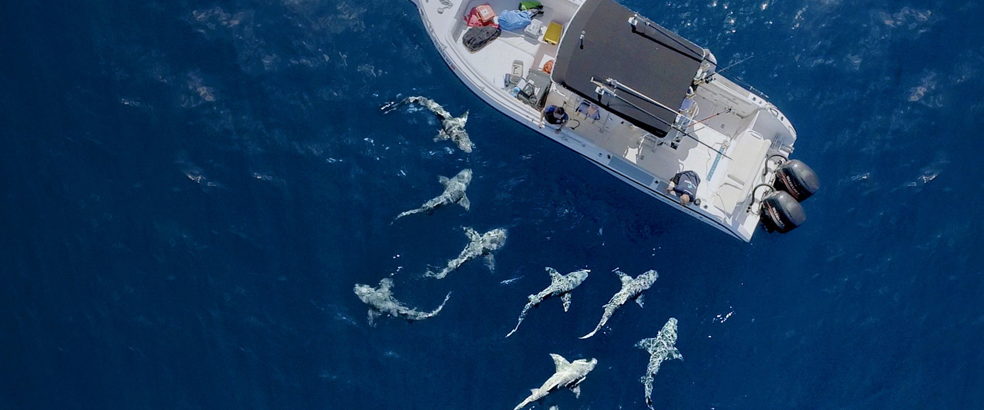 国家地理：鲨鱼袭船事件