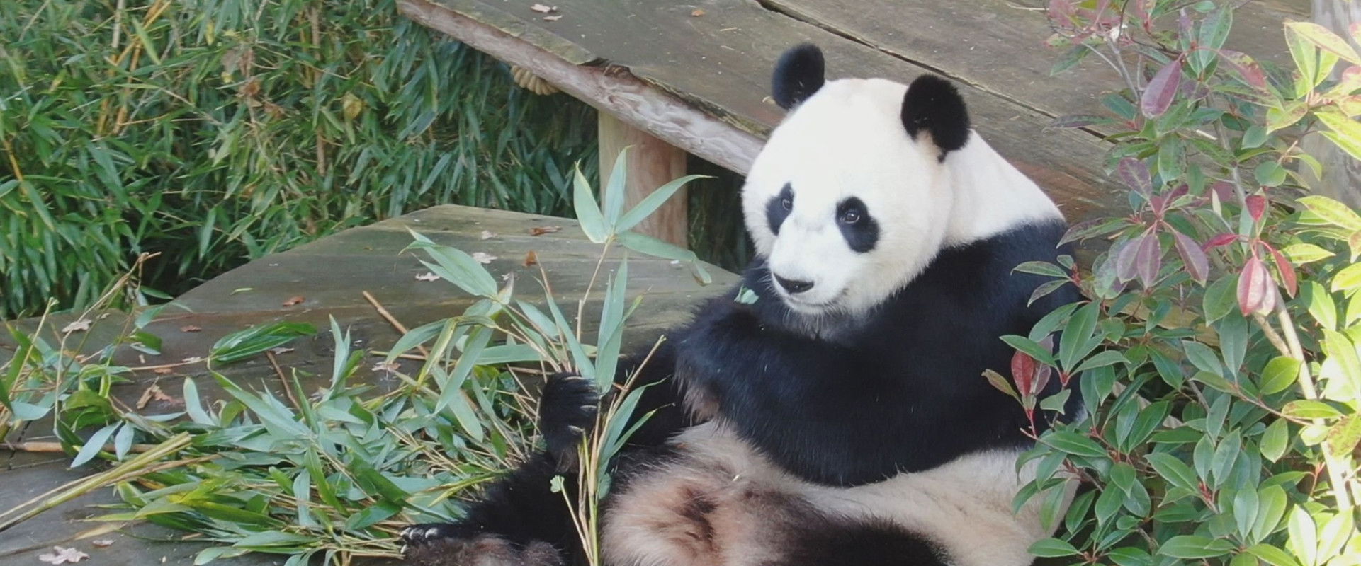 Real Life in the Zoo