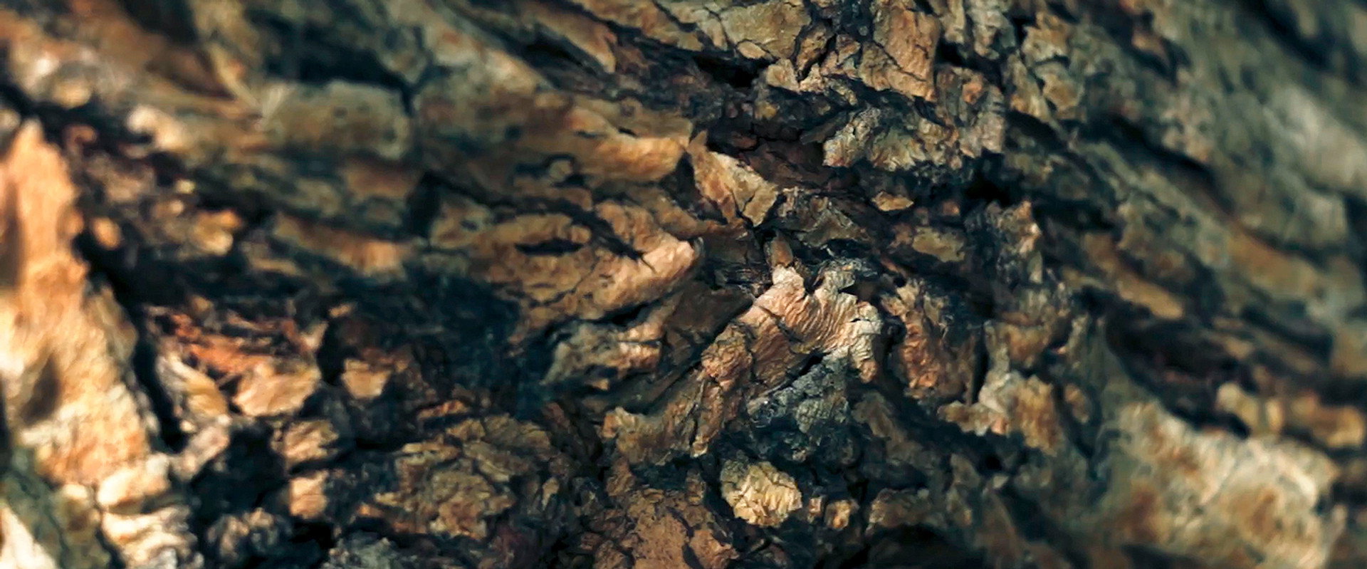 Memories of a Mesquite's banner image