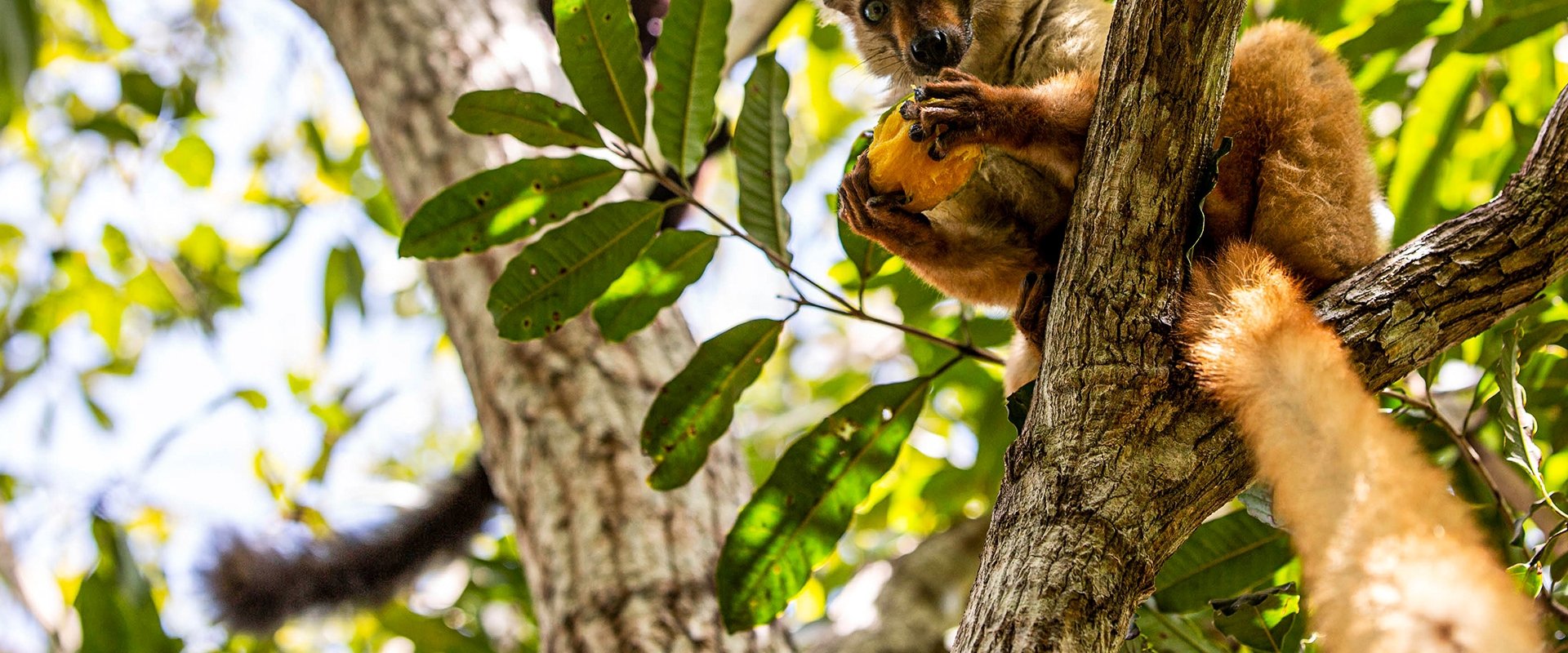 Primates