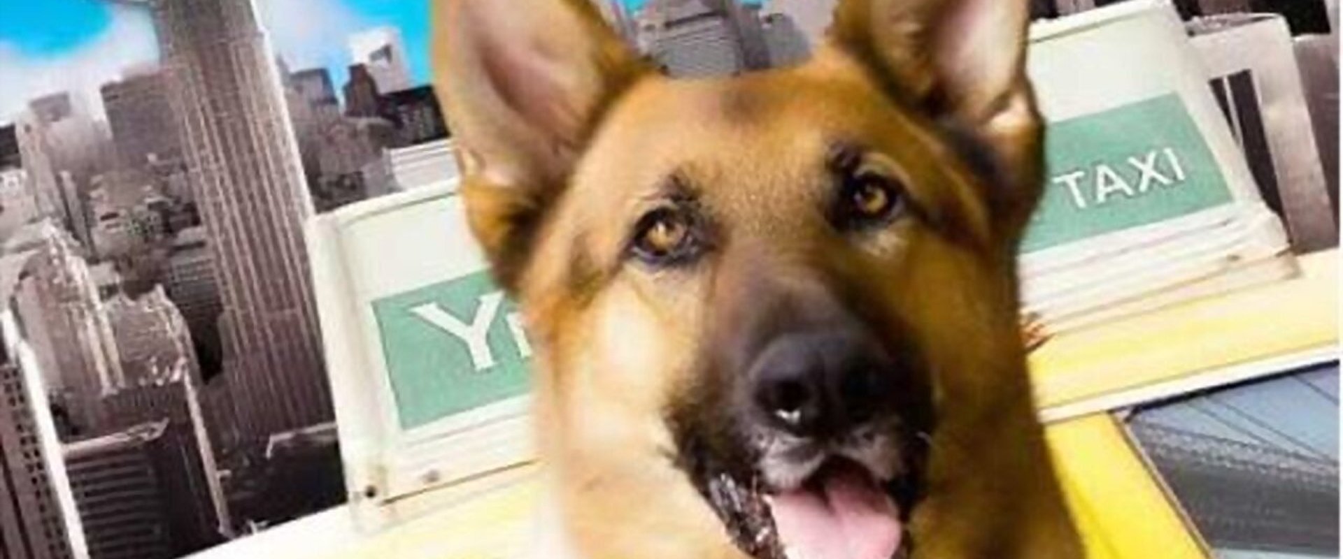 Cool Dog