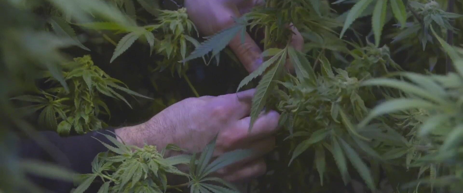 The Legend of 420