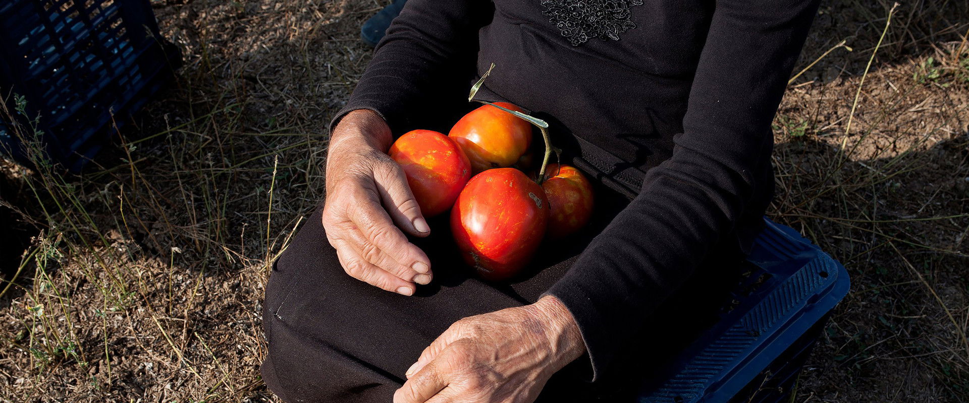 When Tomatoes Met Wagner's banner image