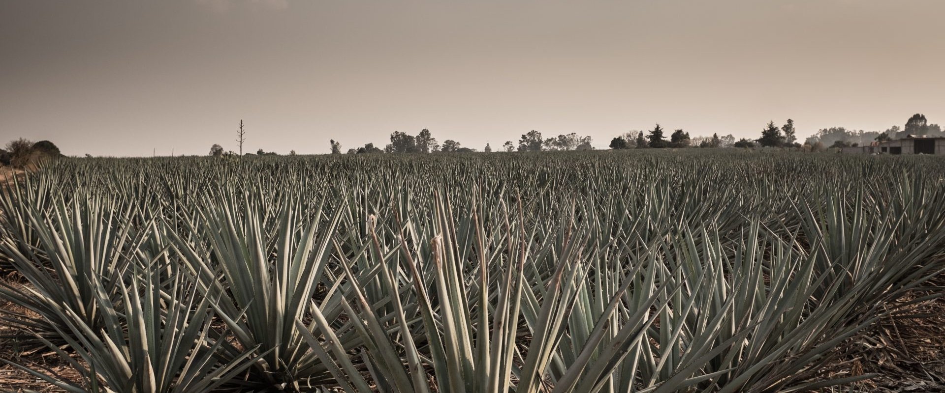 Agave: The Spirit of a Nation