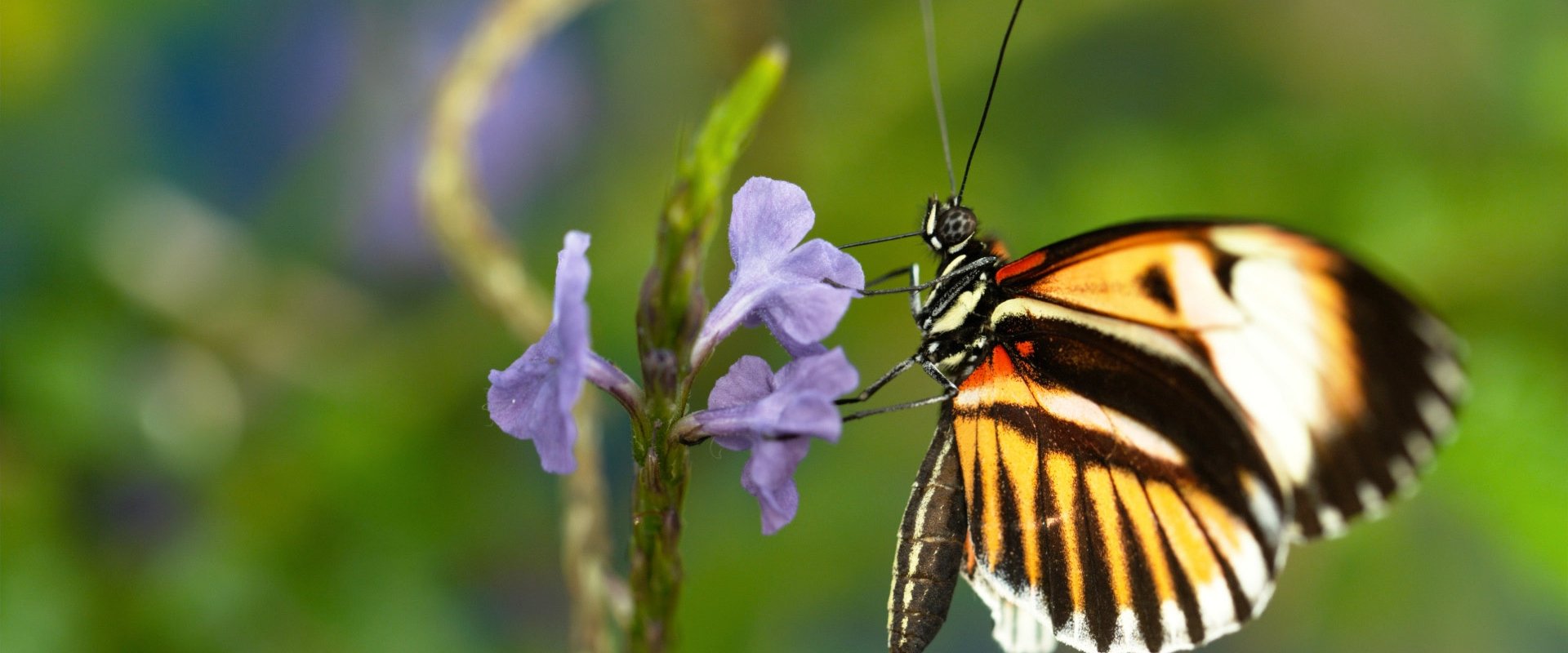 Sex, Lies and Butterflies