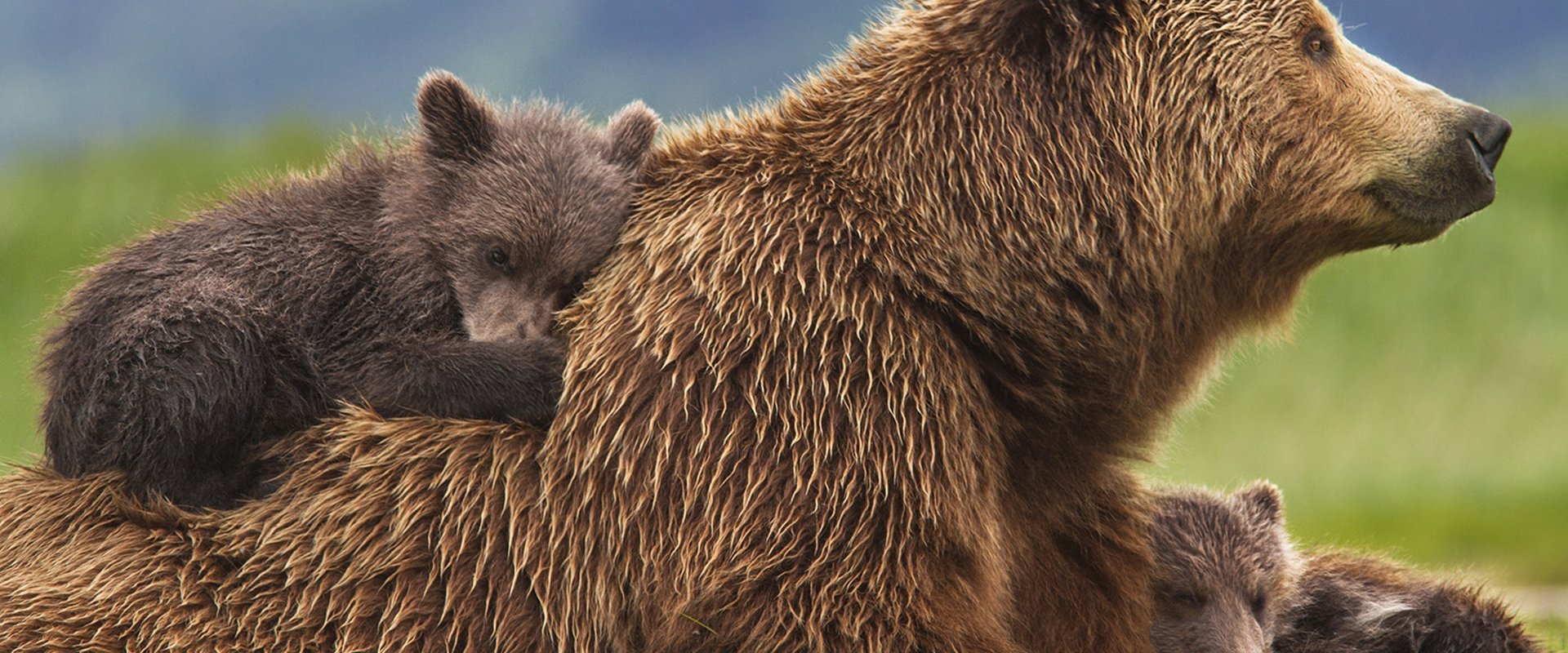 Bears