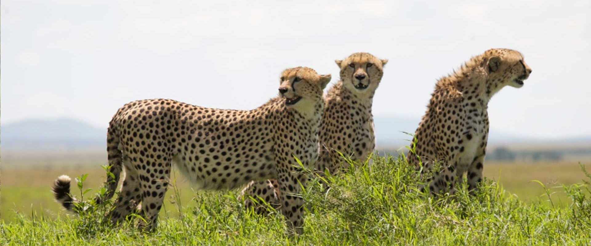 African Cats