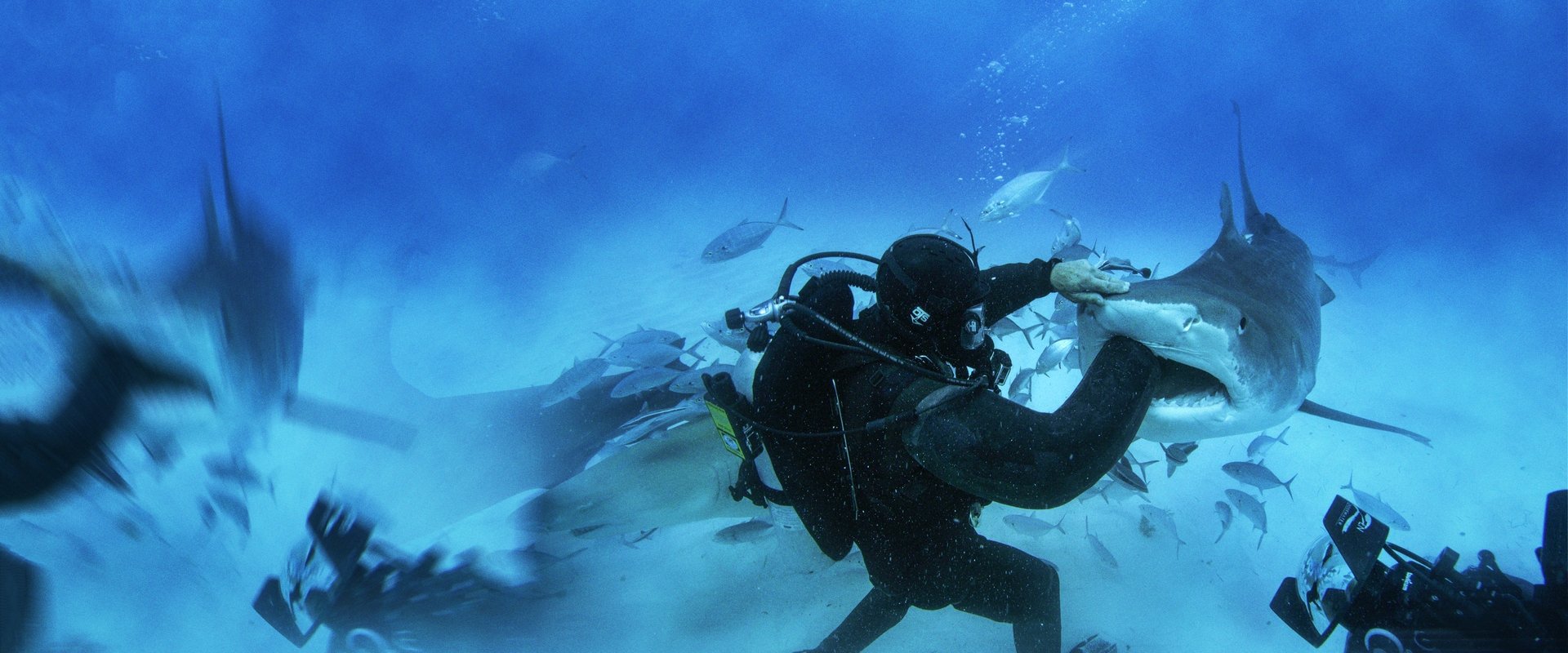 Man vs. Shark