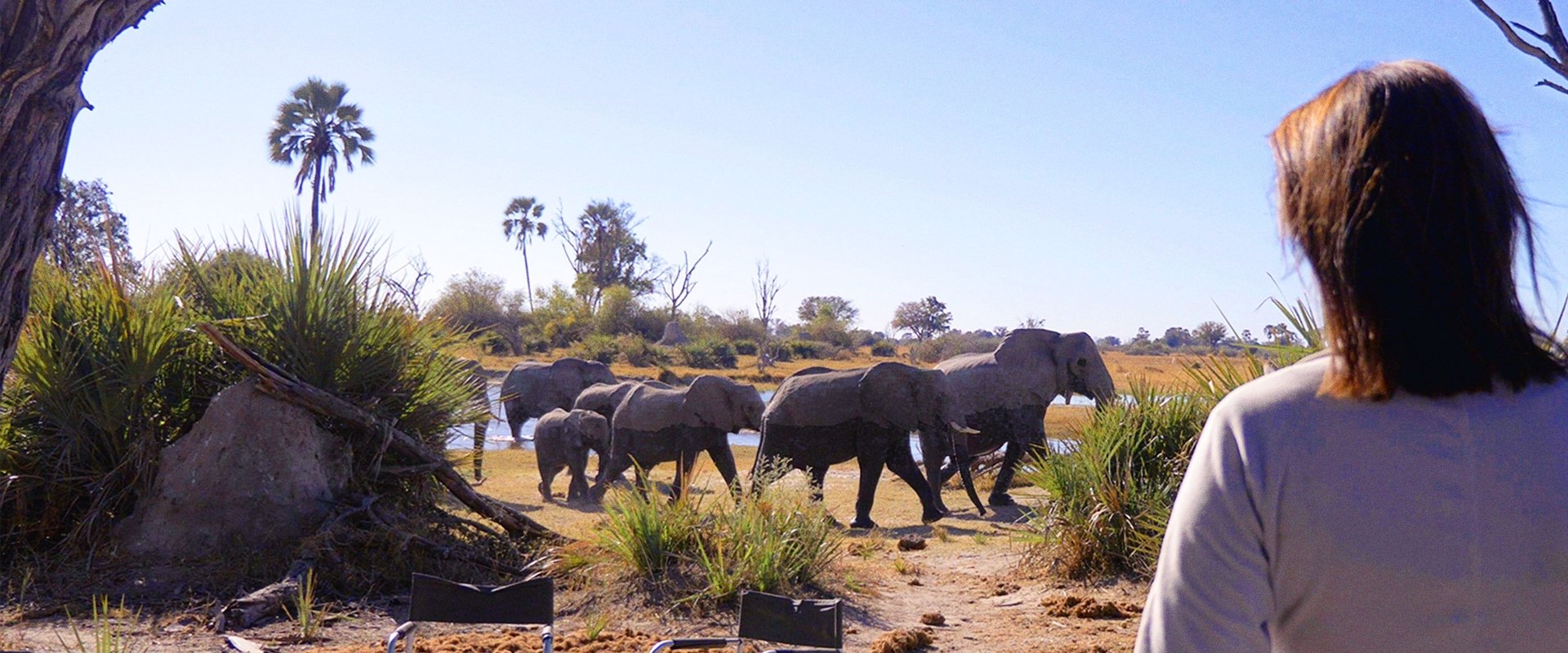 In the Footsteps of Elephant