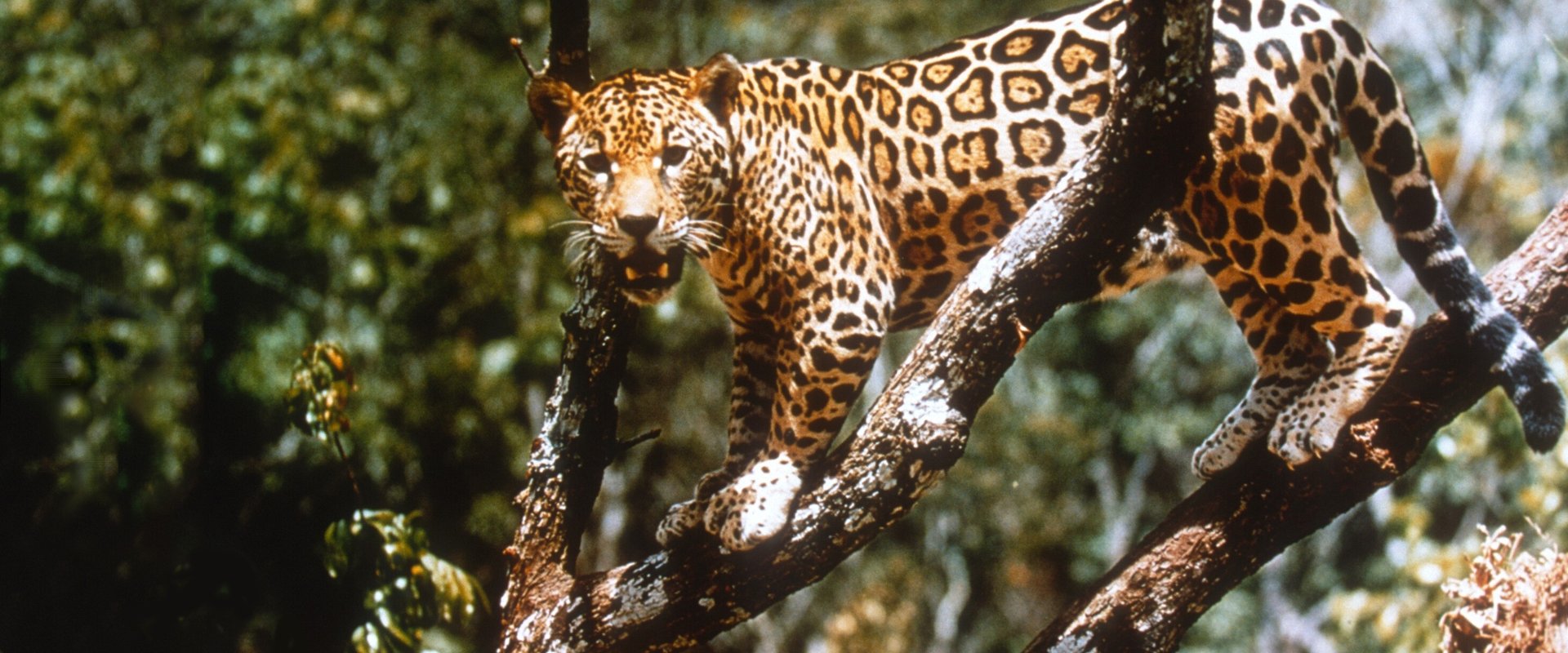 Jungle Cat
