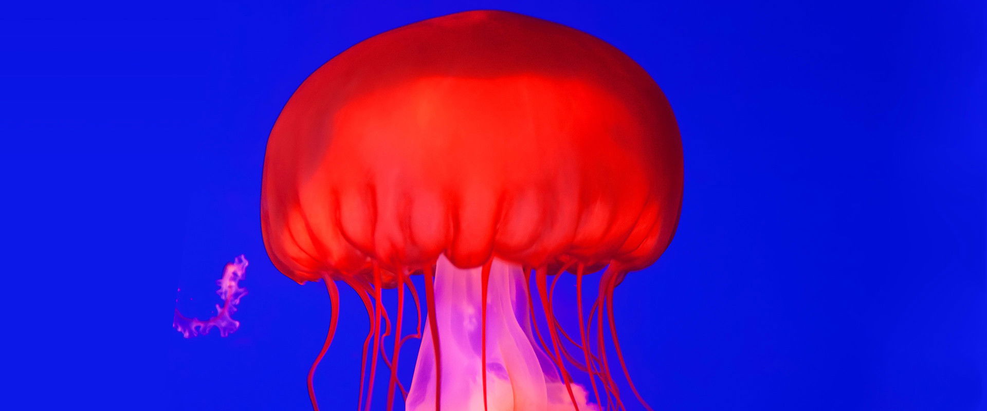 How Do Animals Do That?