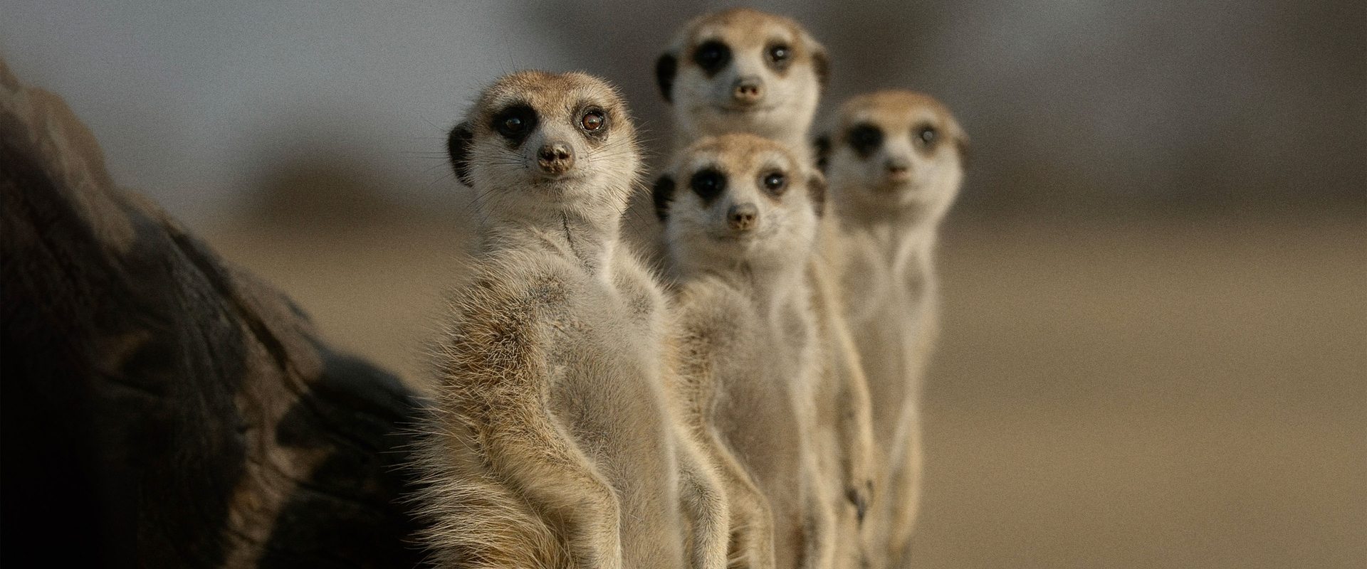 The Secret Lives of Animals