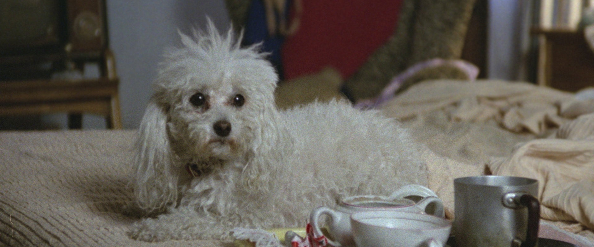 Poodle's banner image