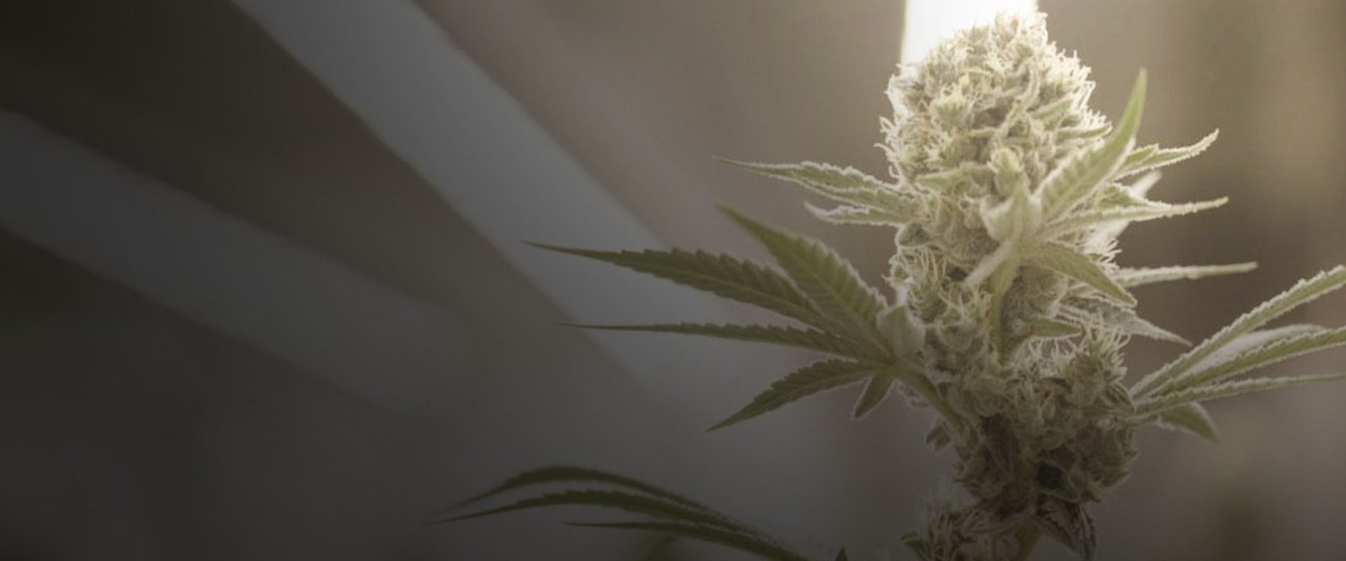 Cannabis : la série documentaire
