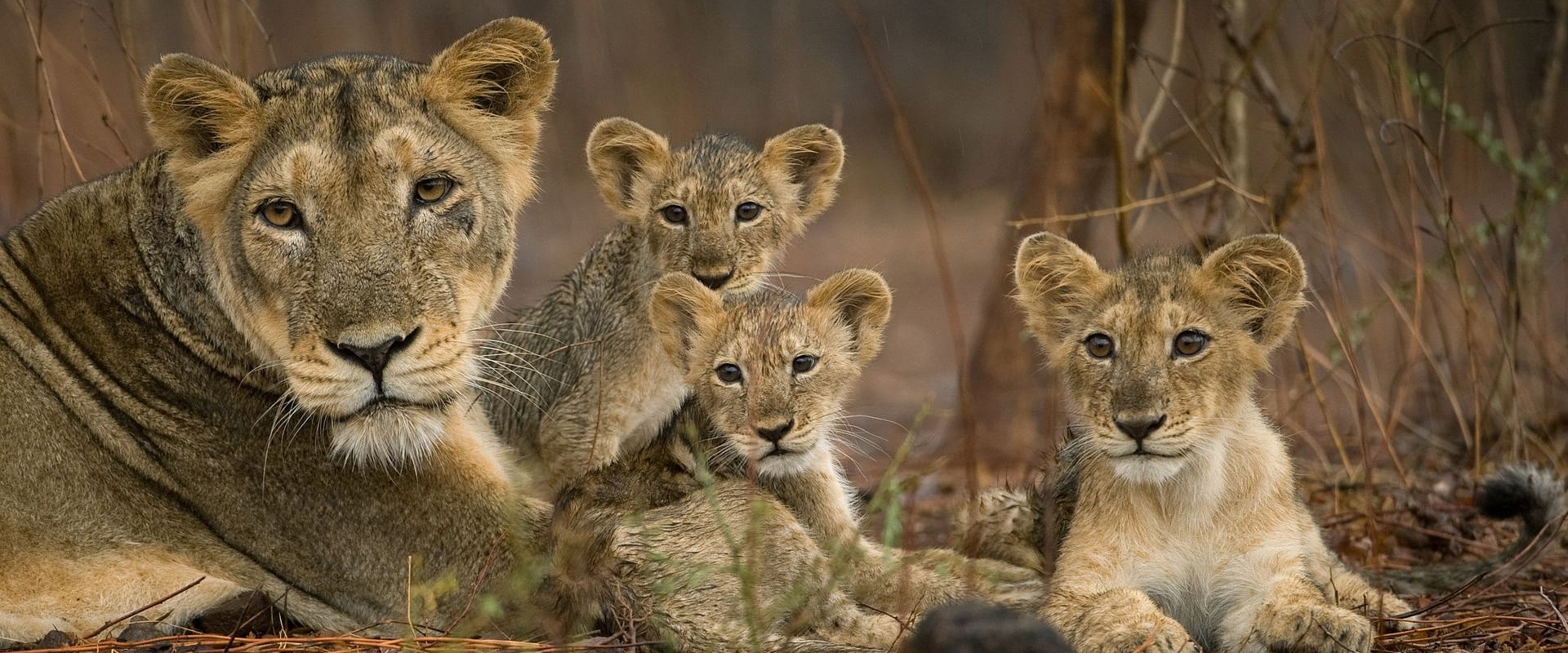 Destination Wild: India