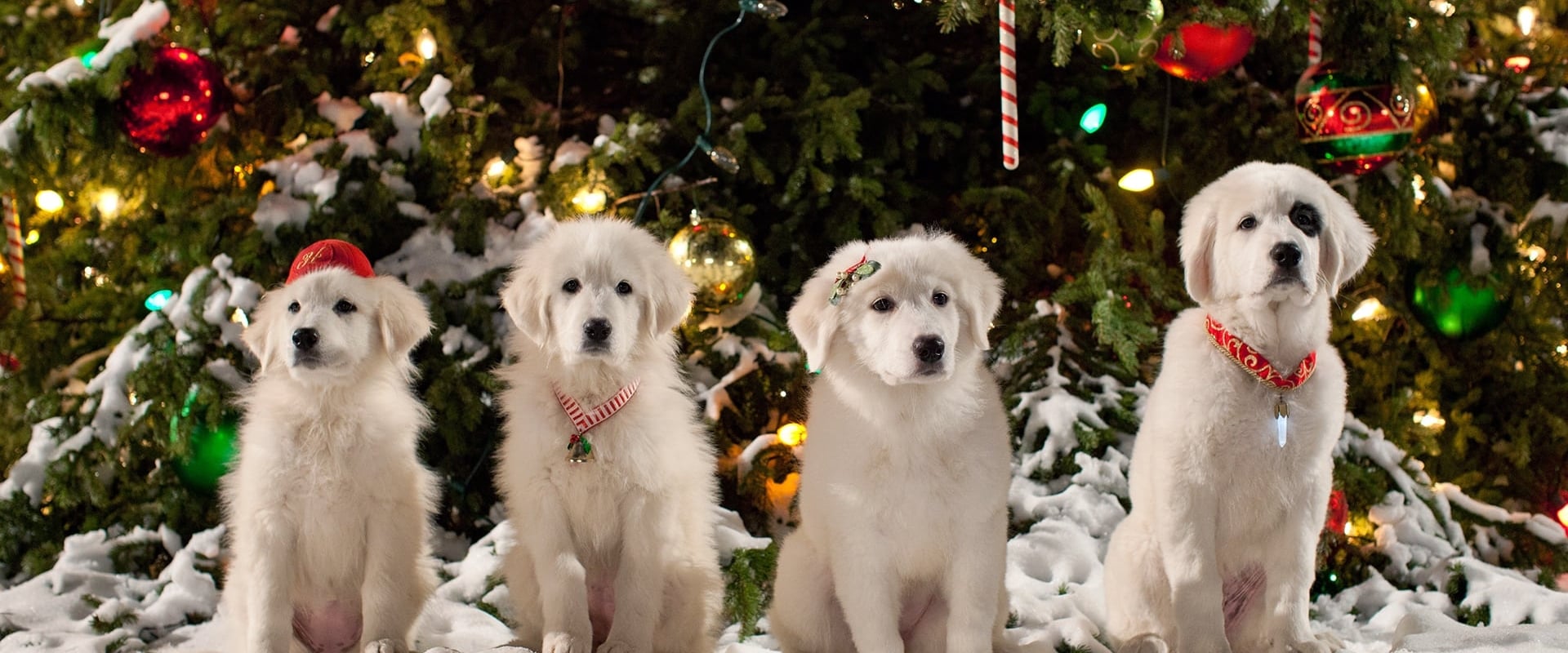 Les Chiots Noël, la relève est arrivée