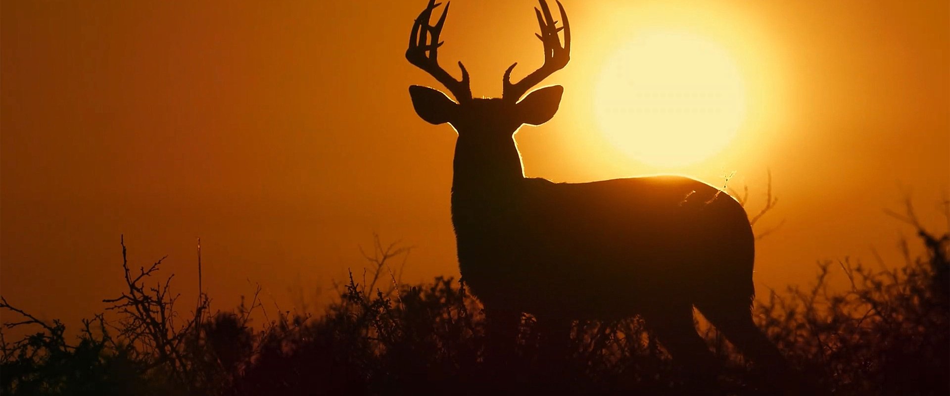 Deep in the Heart: A Texas Wildlife Story