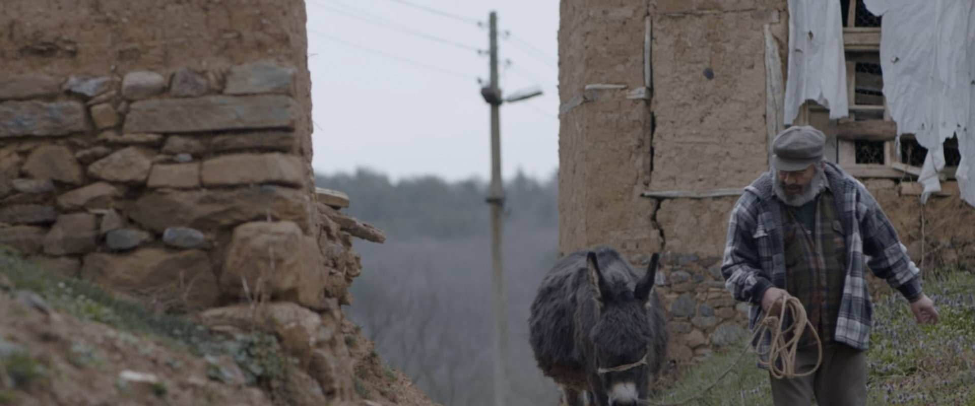 Donkey's banner image
