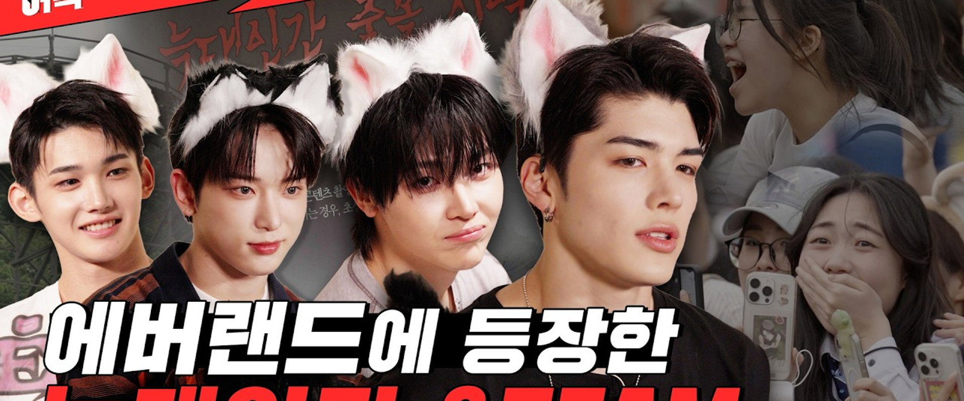 Dingo Attack's banner image