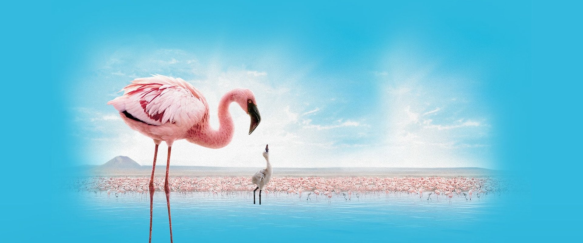 The Crimson Wing: Mystery of the Flamingos