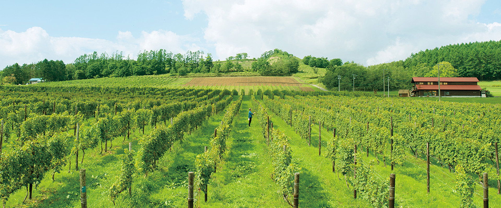 A Drop of the Grapevine's banner image