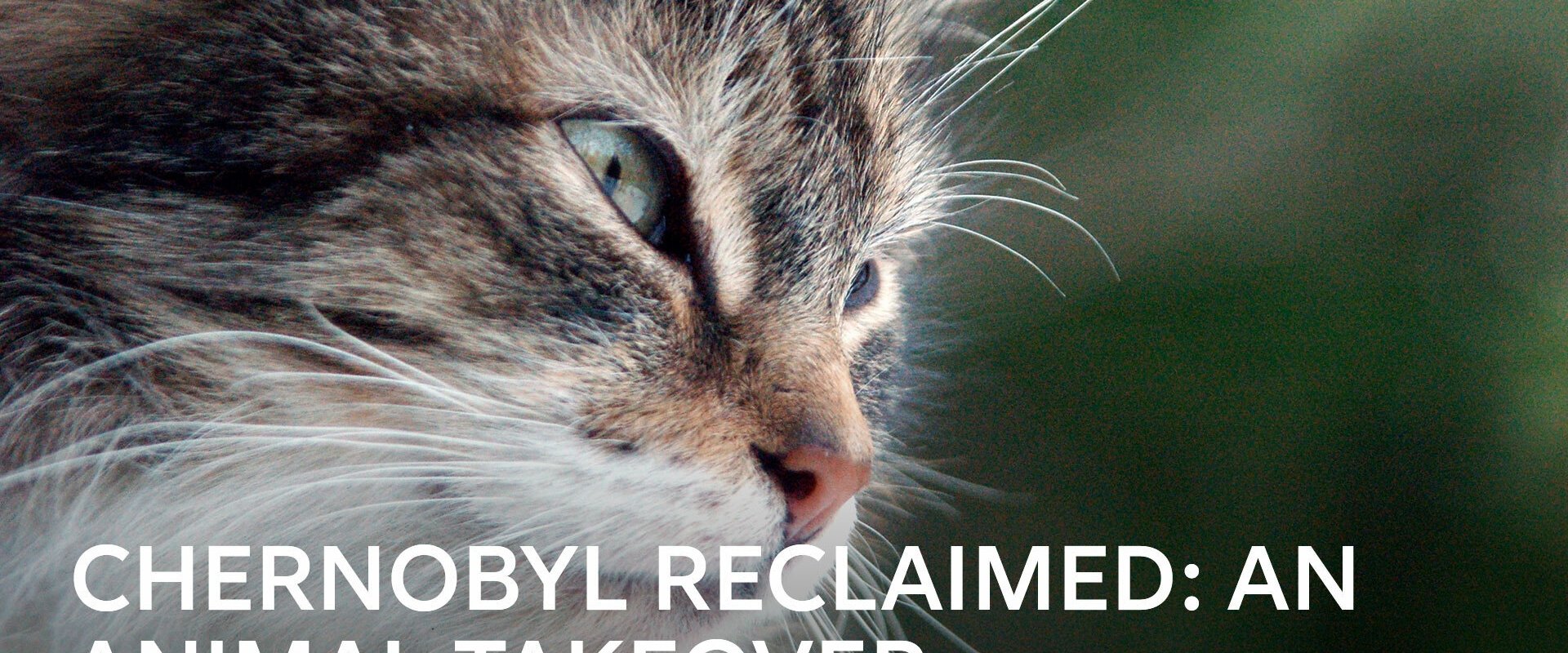 Chernobyl Reclaimed: An Animal Takeover
