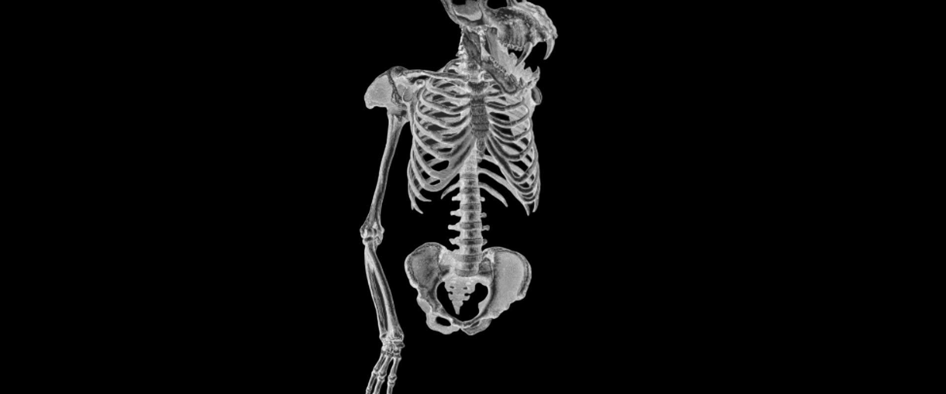 American Cryptids's banner image