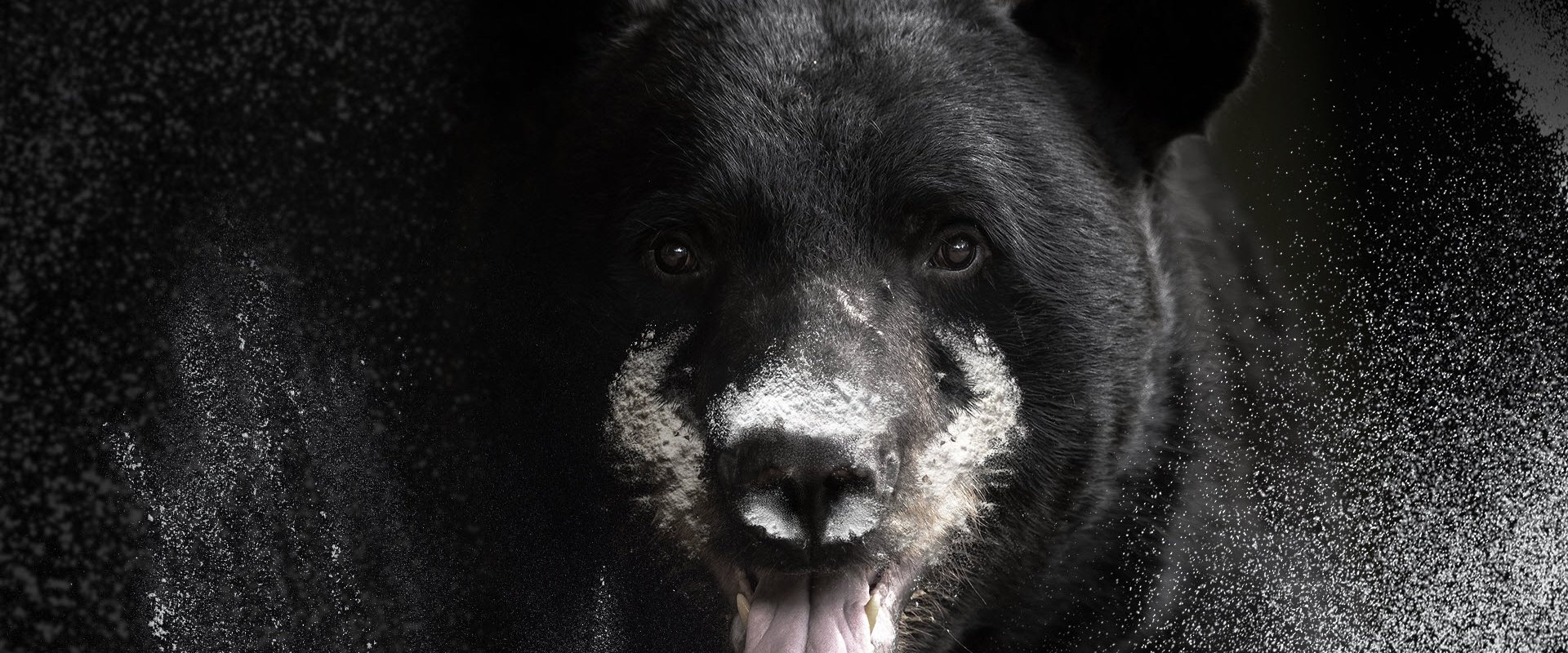 Blow: The True Story of Cocaine, a Bear, and a Crooked Kentucky Cop