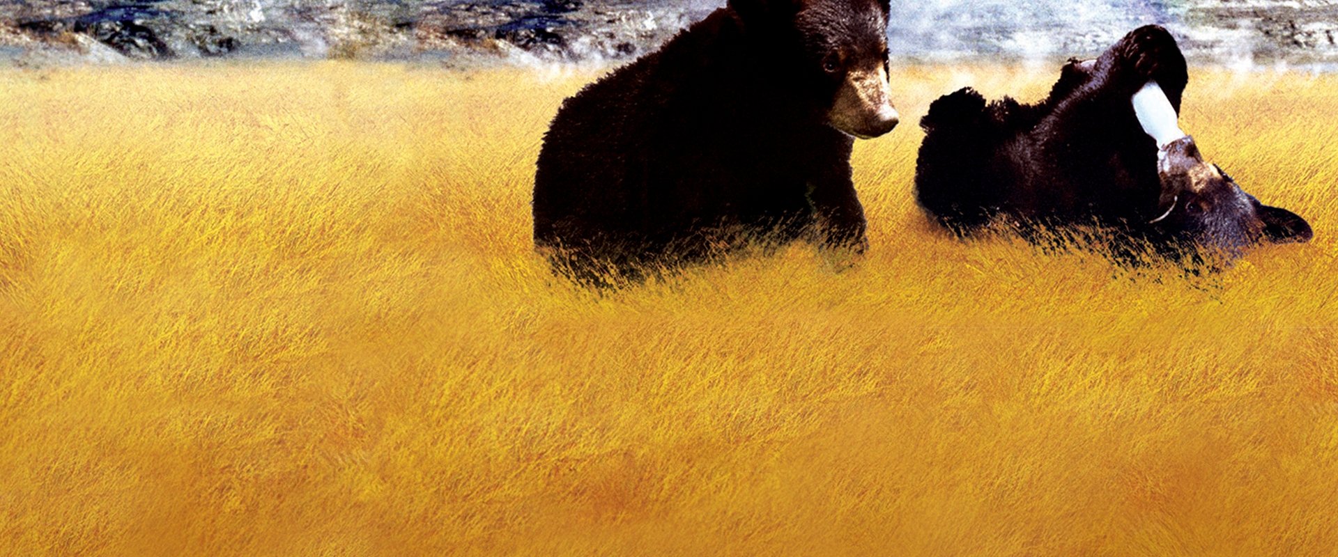 Yellowstone Cubs