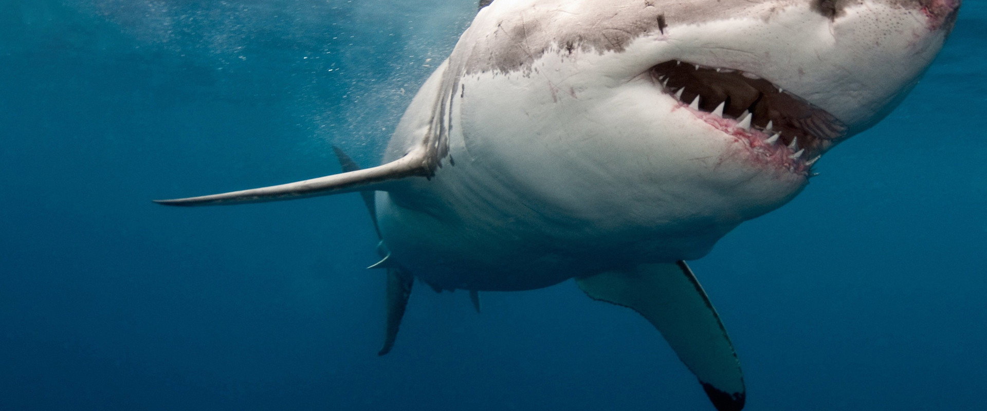 When Sharks Attack 360