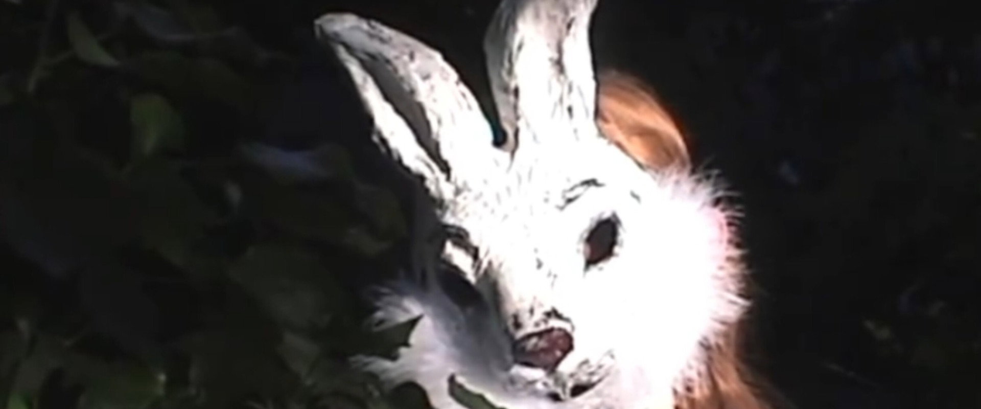 Baby, I'm The Wolf, The Film's banner image