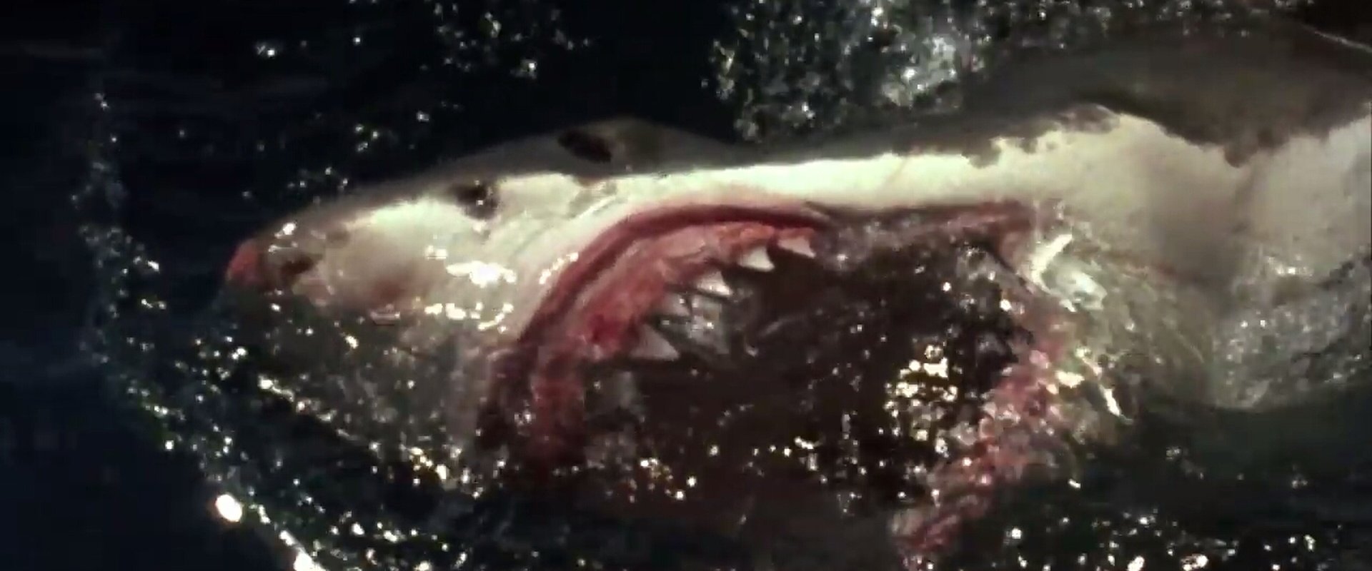 Shark Zone