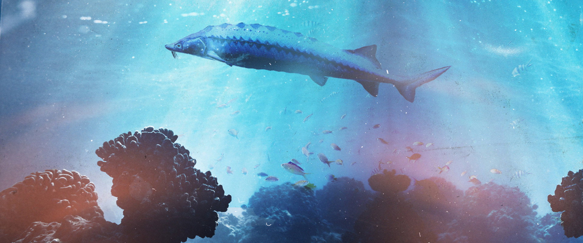 Saving the Dinosaur Fish