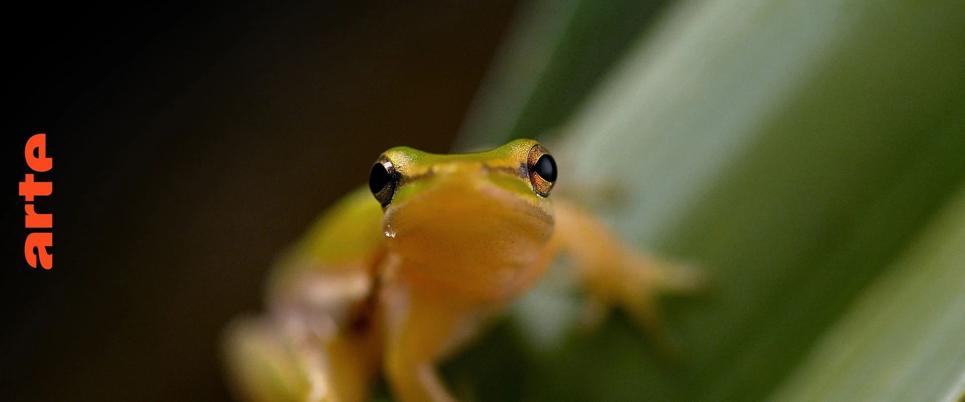 Australie : l'Odyssée Sauvage