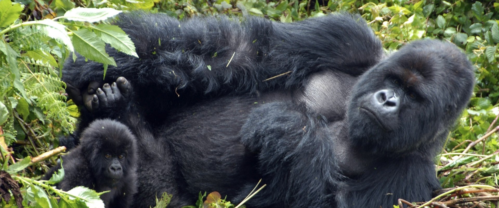 Mountain Gorilla