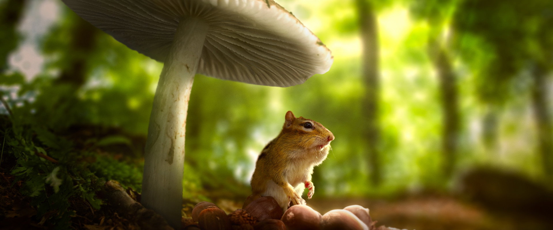 Tiny World's banner image