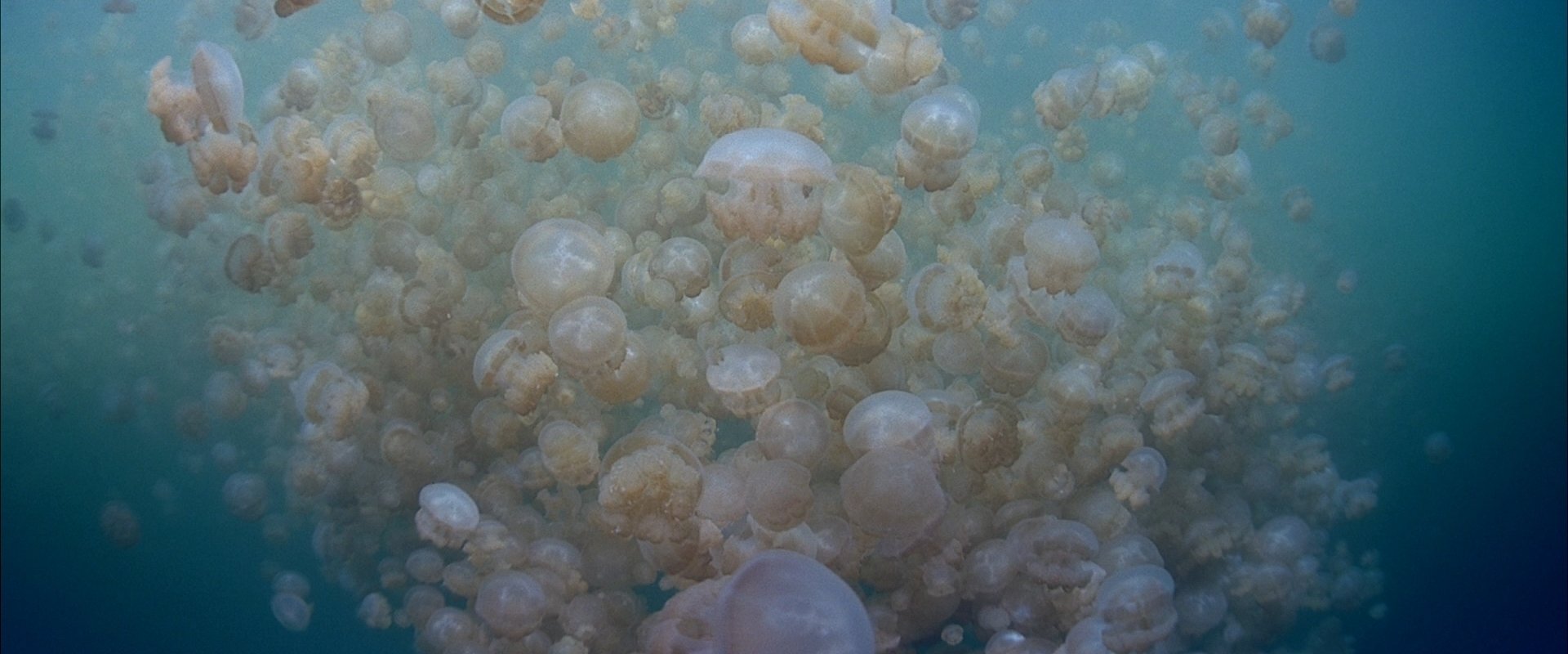The Living Sea