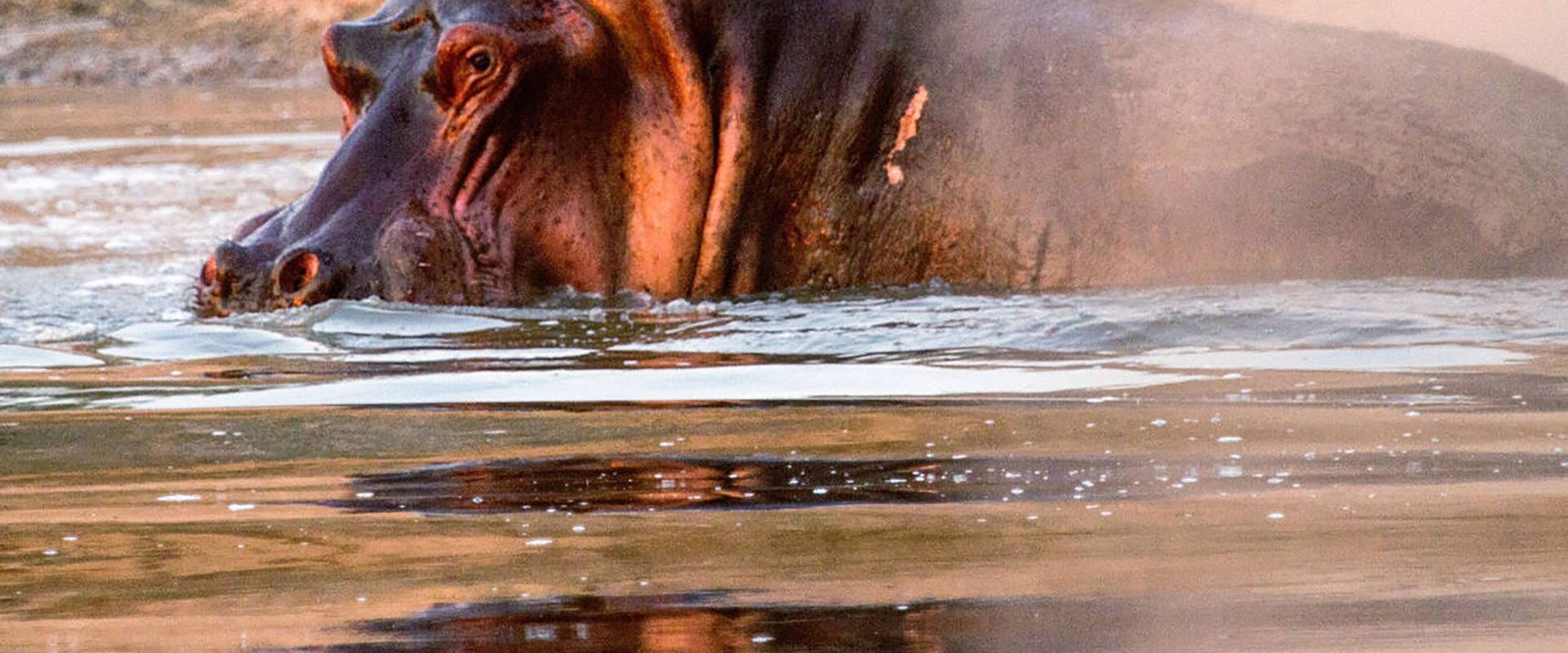 Hippos after Dark