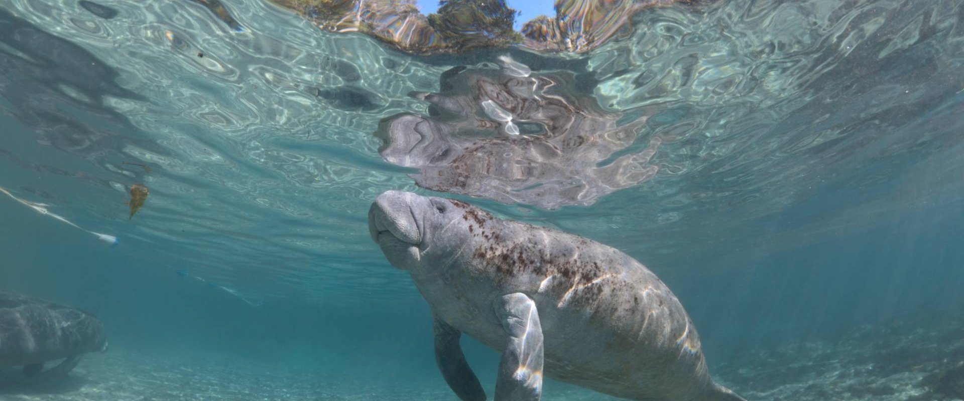 Hamilton's Journey - Manatees in a New Light
