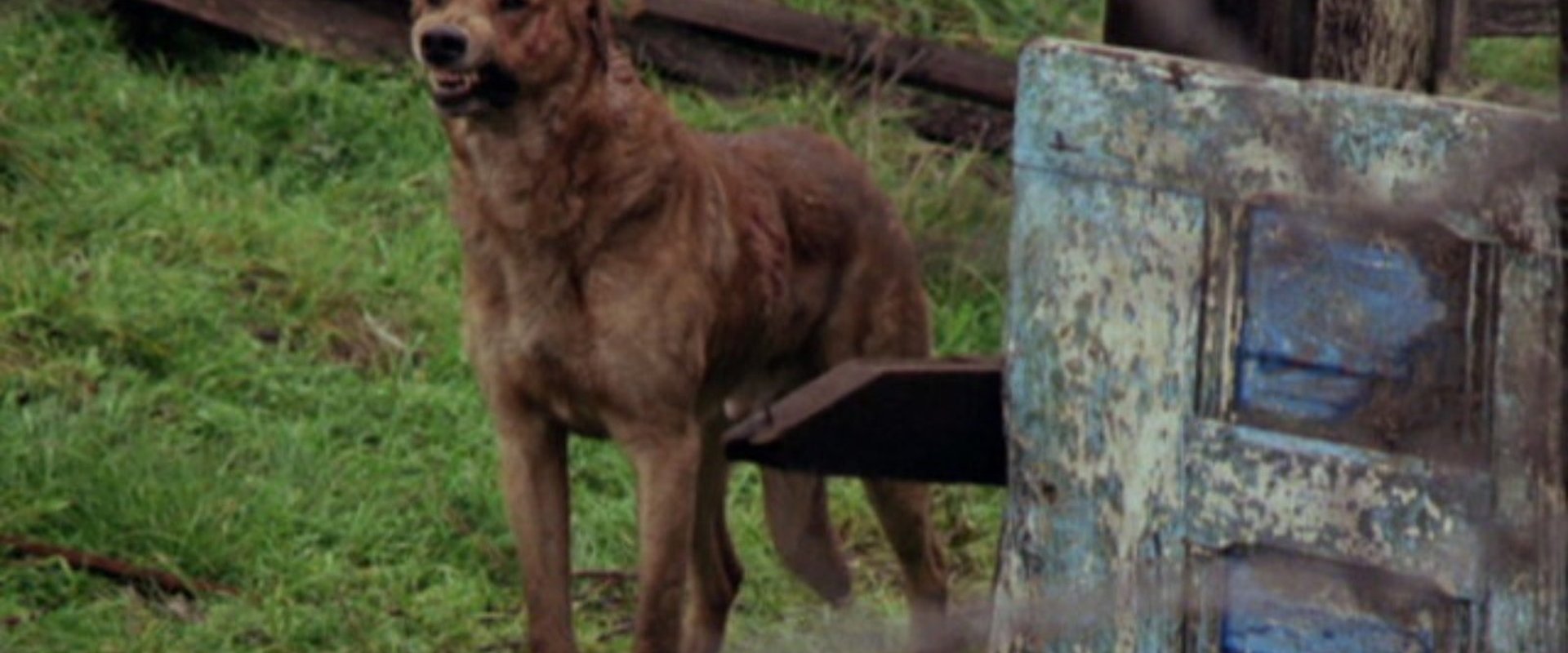 The Pack
