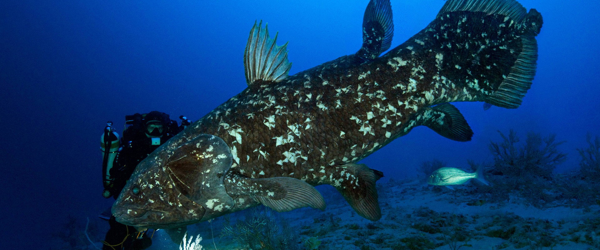 The Coelacanth, a dive into our origins