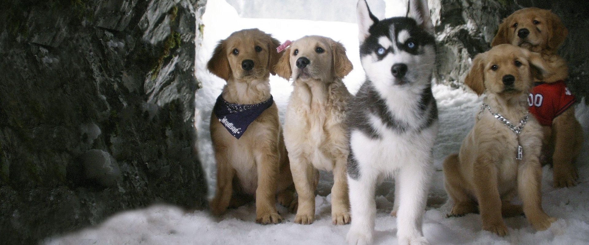 Snow Buddies. Supercuccioli sulla neve