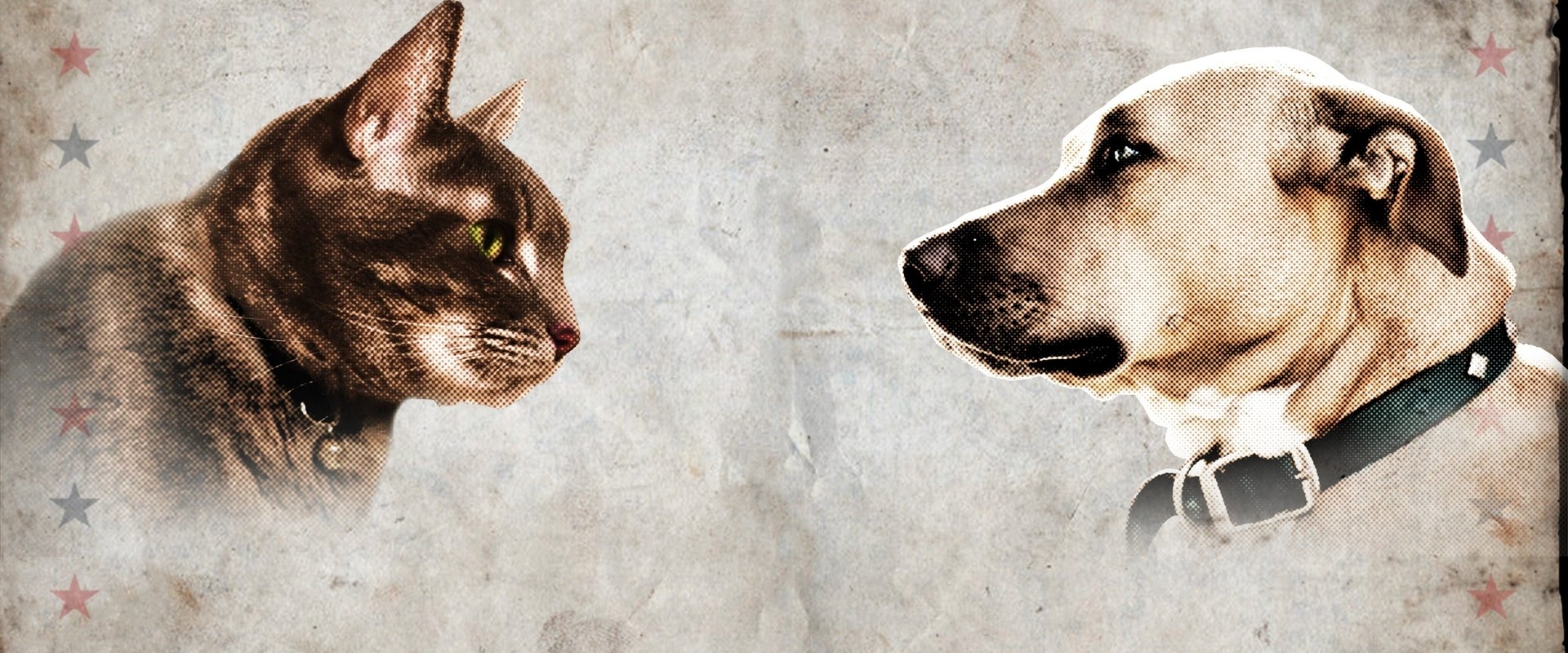 Cat vs. Dog