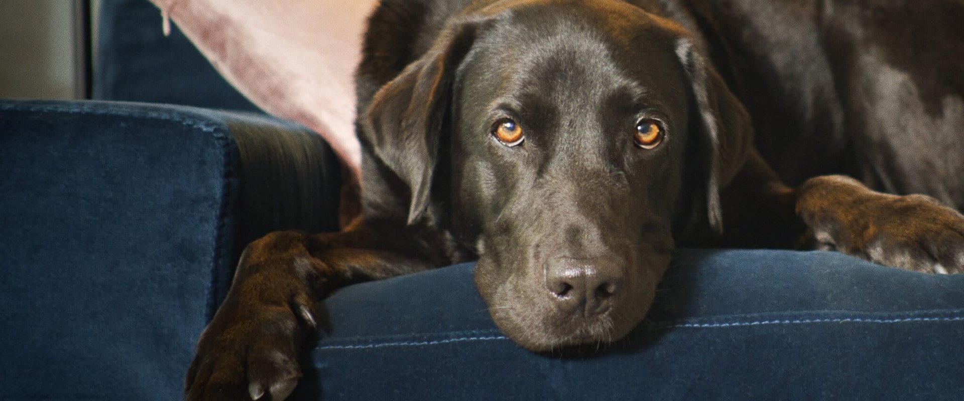 La vida secreta de nuestras mascotas