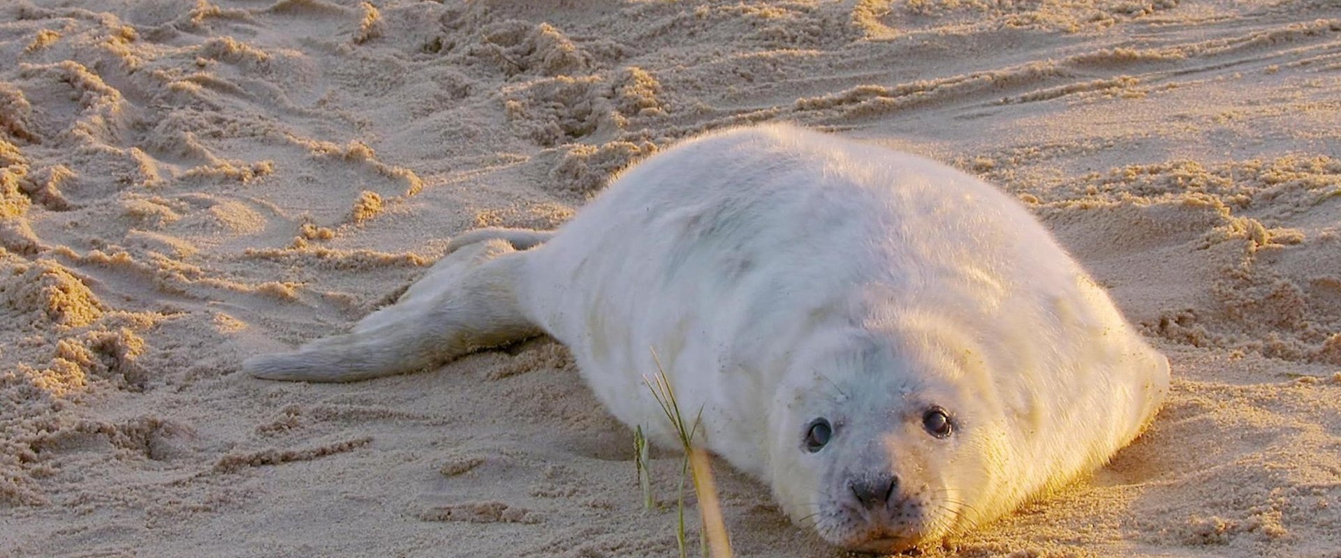 The Wonderful World of Baby Animals