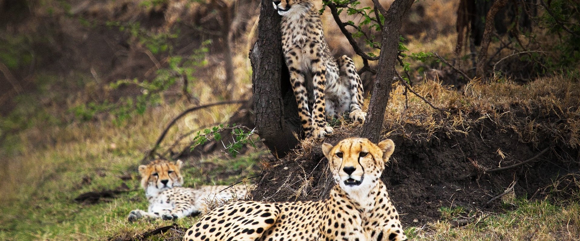 Man Among Cheetahs