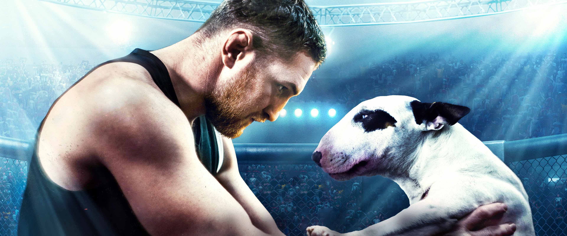 Bullterrier's banner image